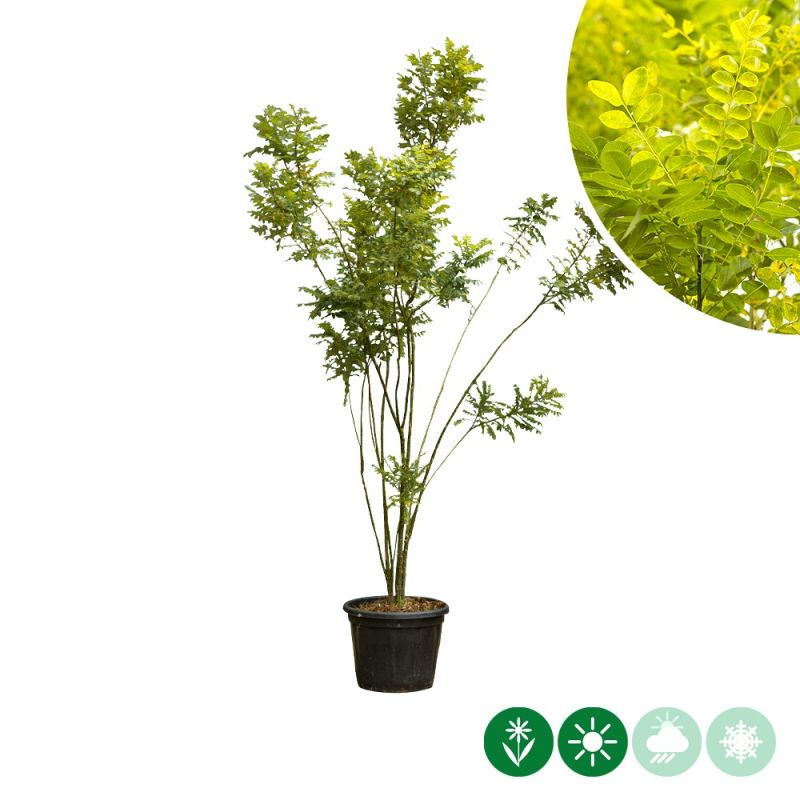 Sophora japonica - meerstammig