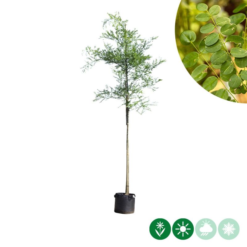 Sophora japonica 