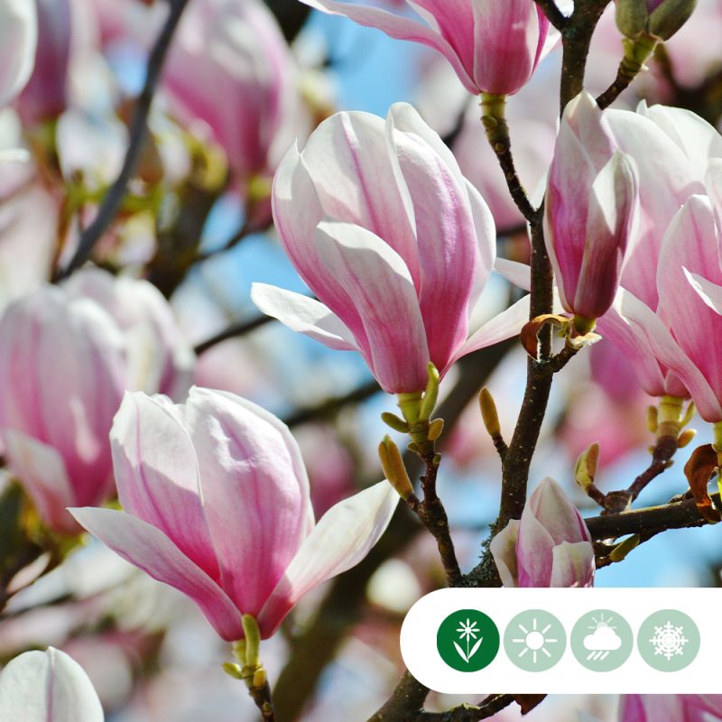 Magnolia soulangeana - meerstammig