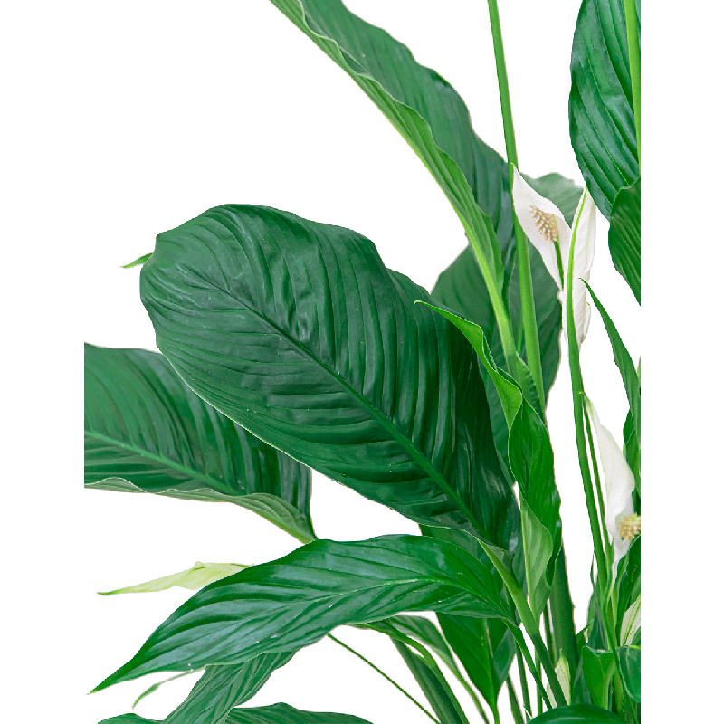 Spathiphyllum Mont Blanc hydrocultuur in Runner rond zwart