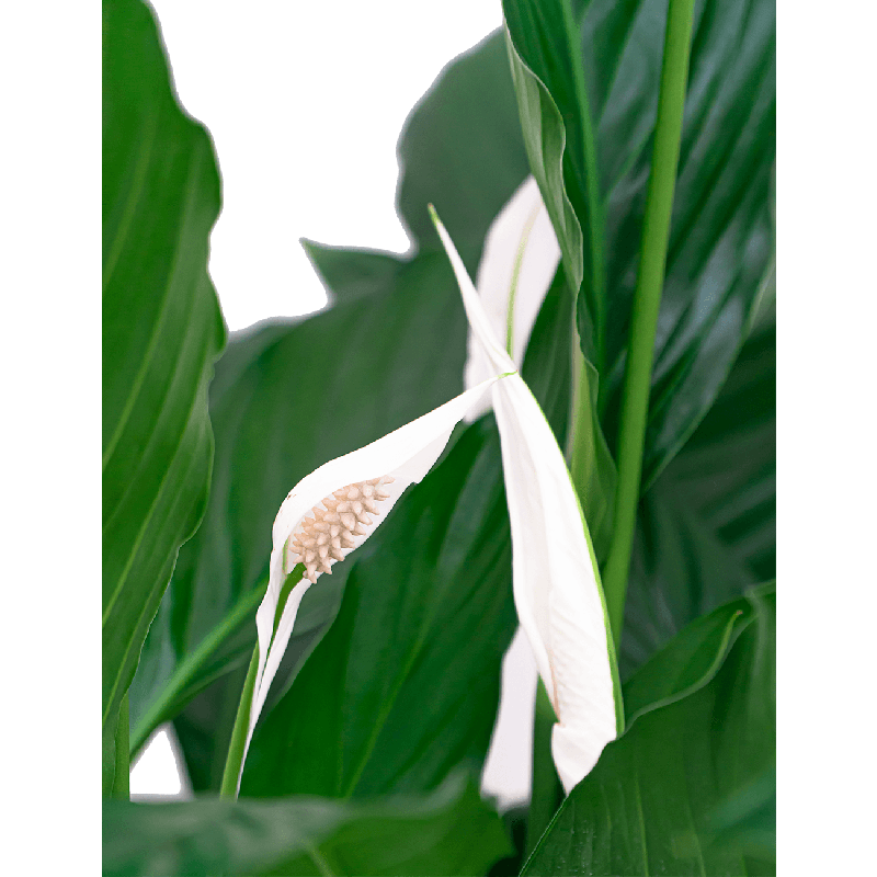 Spathiphyllum Mont Blanc hydrocultuur in Runner rond zwart