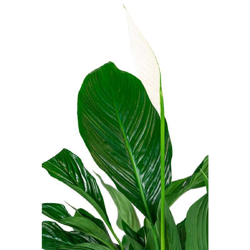 Spathiphyllum in Metallic Partner zilver