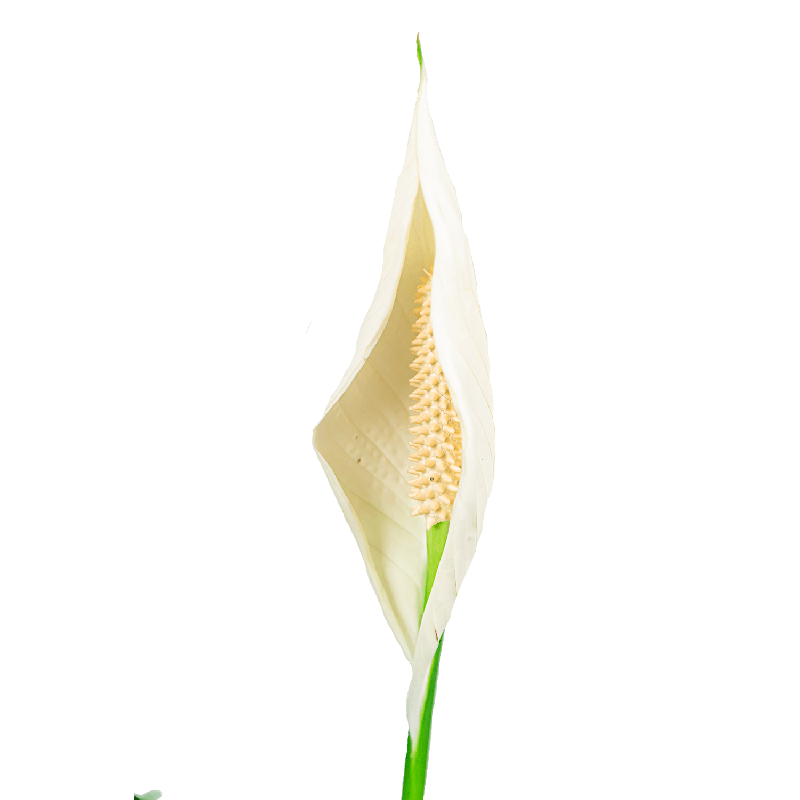 Spathiphyllum in Metallic Partner zilver