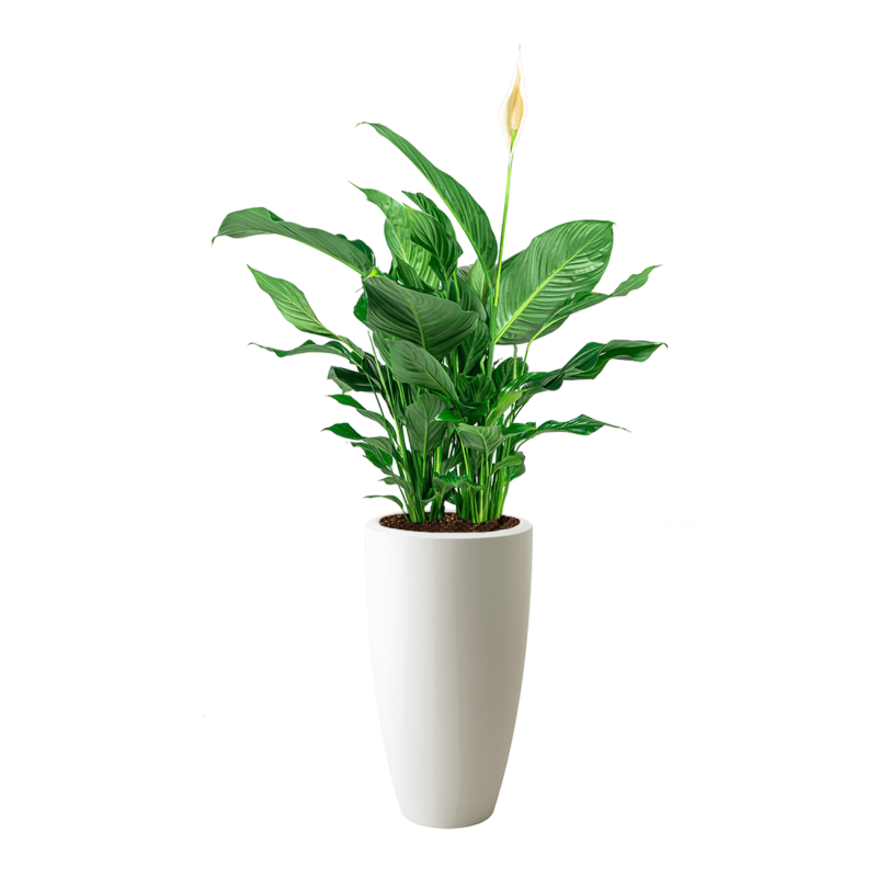 Spathiphyllum in Pure Soft hoog wit