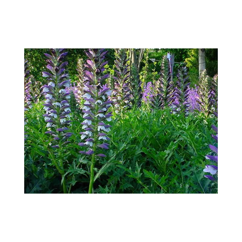 Acanthus spinosus