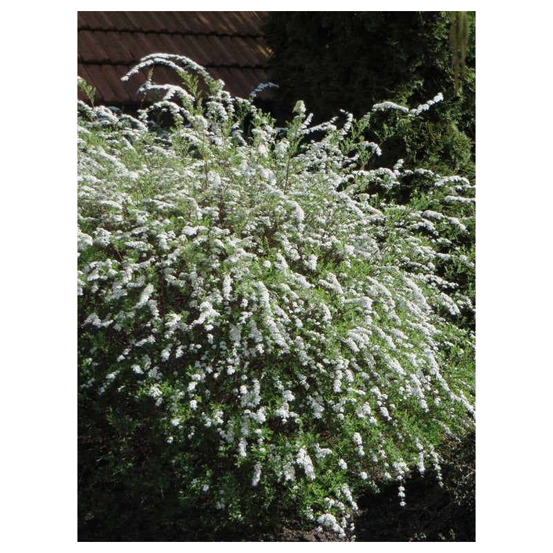 Spiraea Grefsheim