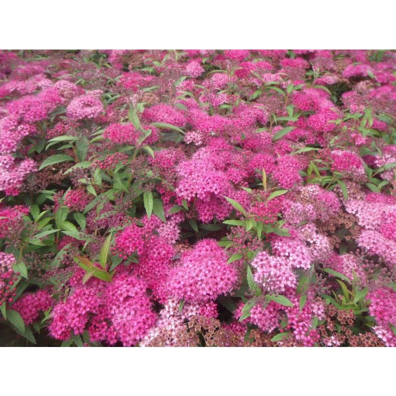 Spiraea Anthony Waterer