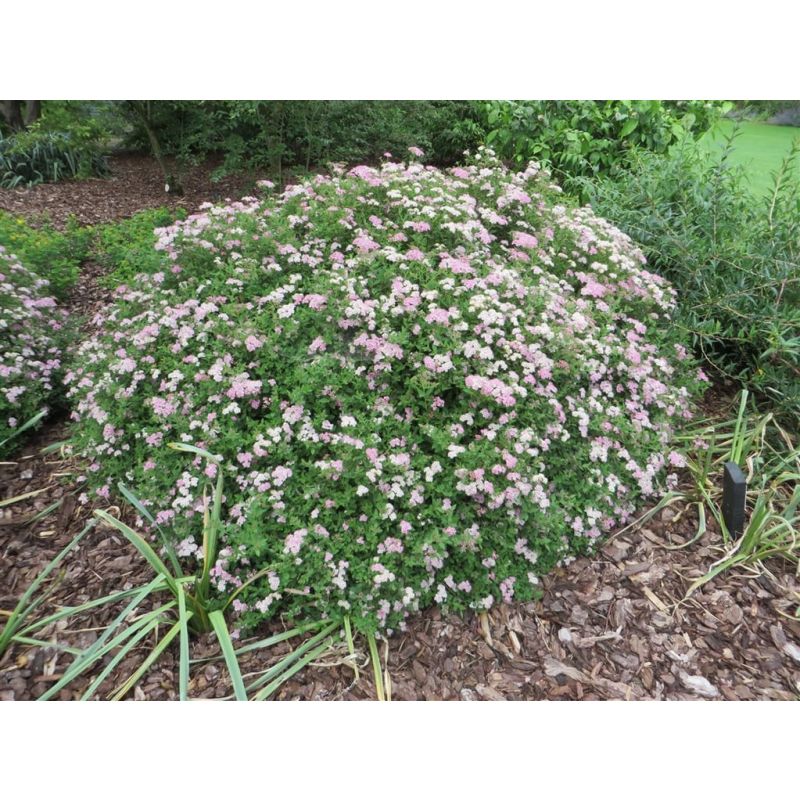 Spiraea Little Princess