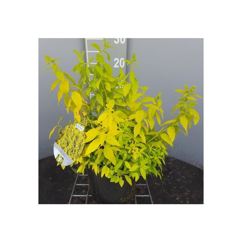Spiraea White Gold