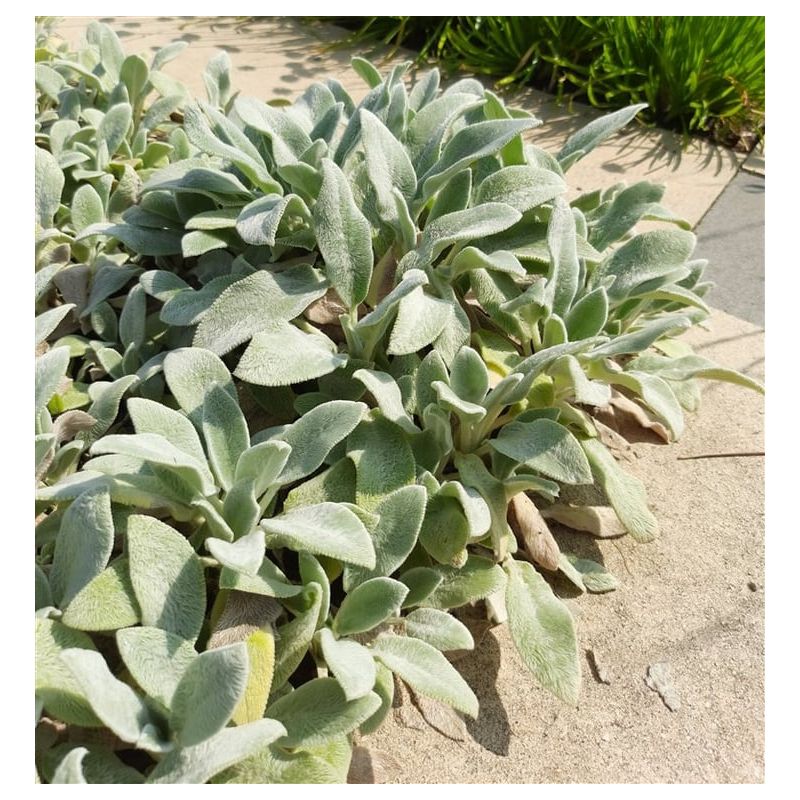 Stachys byzantina