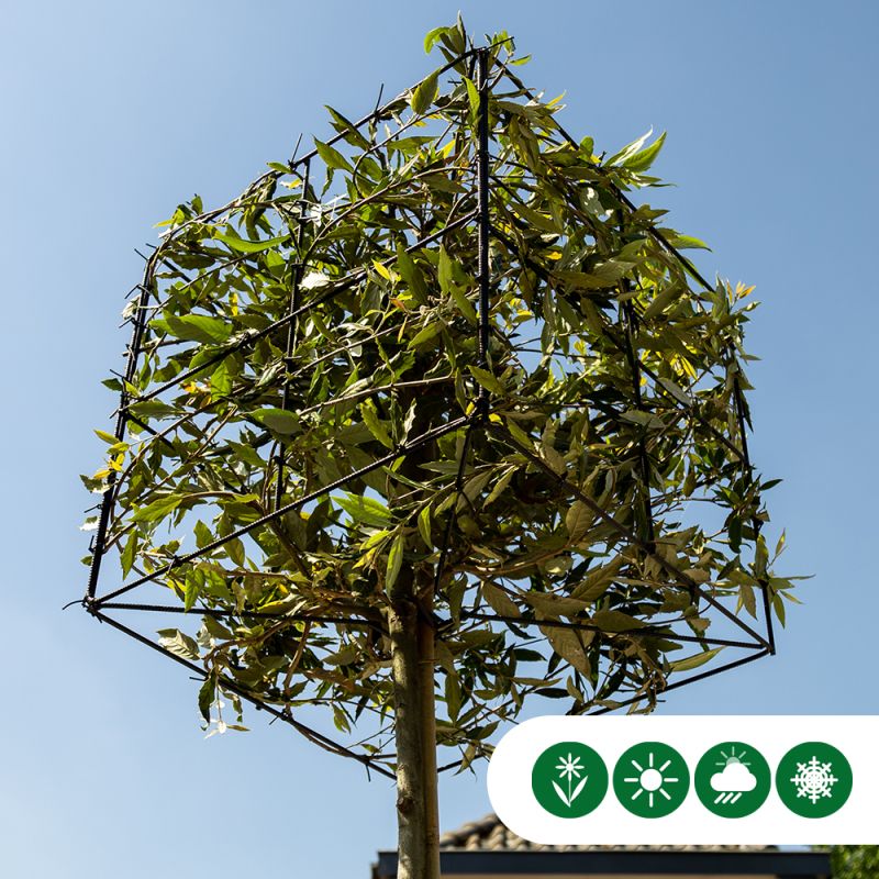 Quercus ilex - kubus