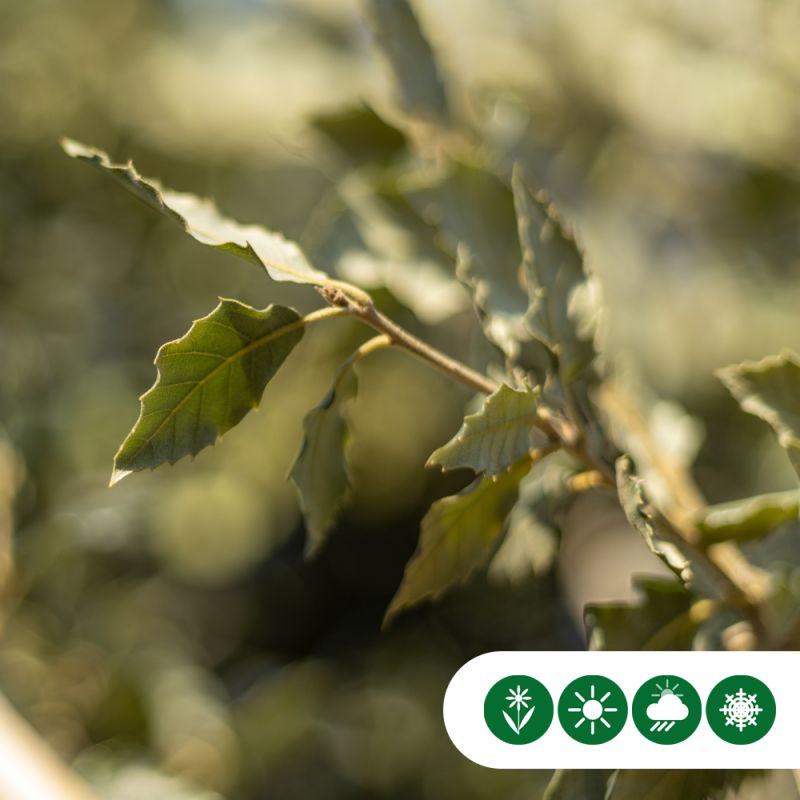 Quercus ilex - meerstammig