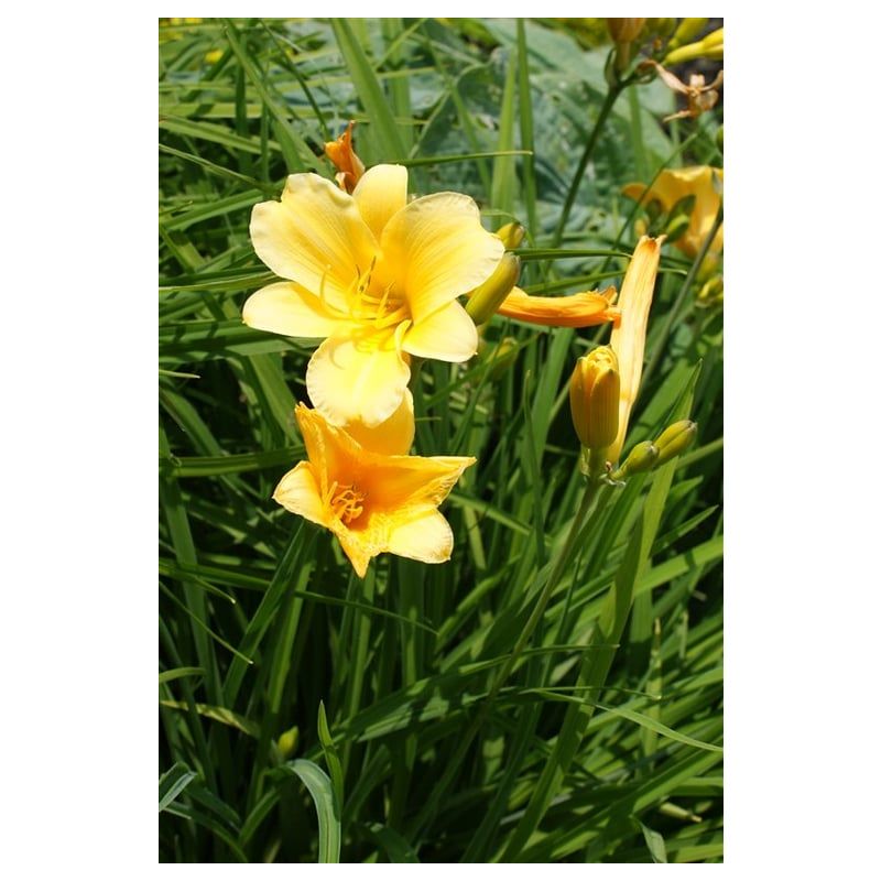 Hemerocallis Stella de Oro
