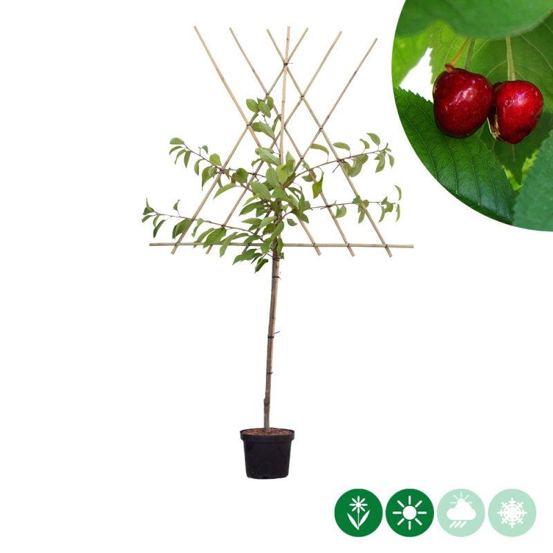 Prunus Stella - leiboom
