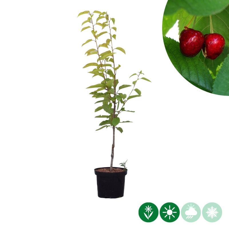 Prunus Stella
