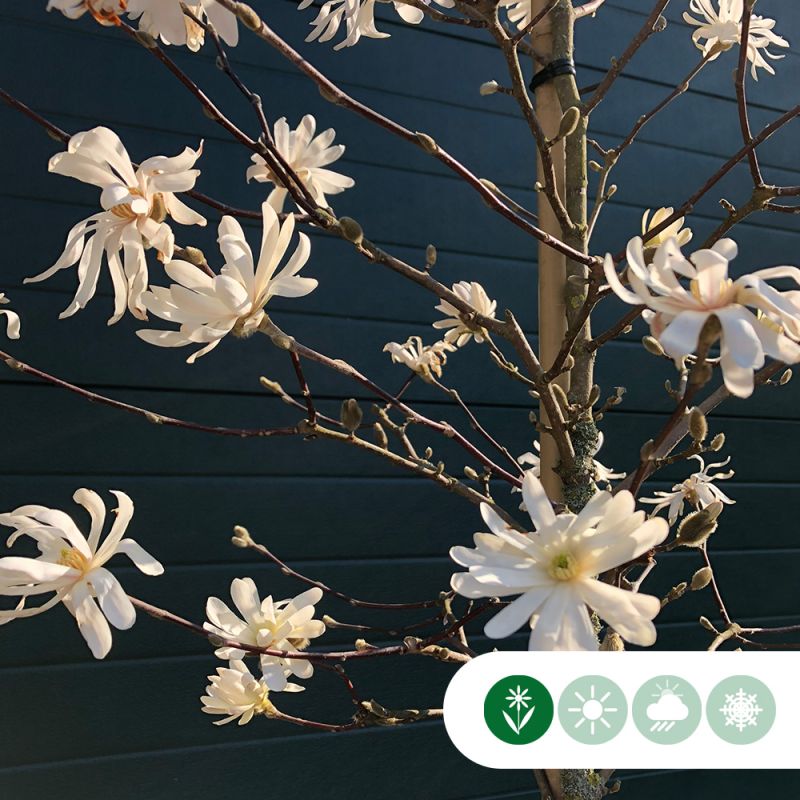 Magnolia stellata op stam