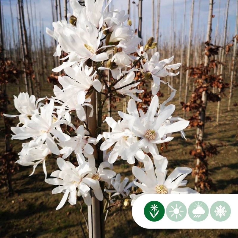 Magnolia stellata op stam