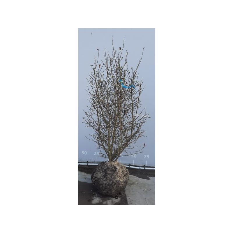 Magnolia stellata