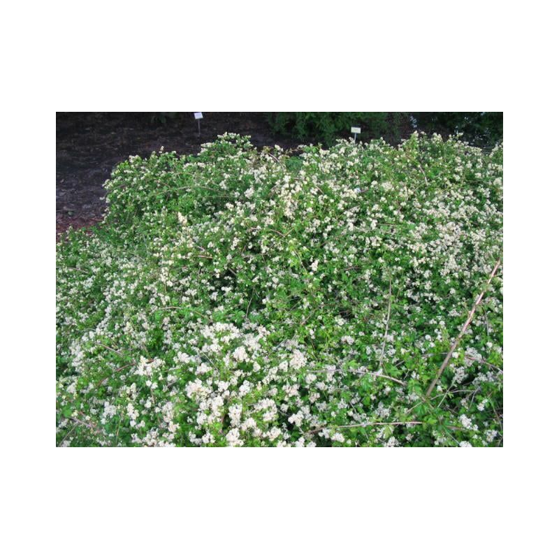 Stephanandra Crispa 