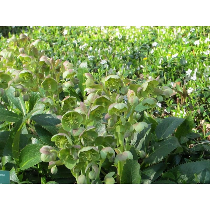 Helleborus sternii 