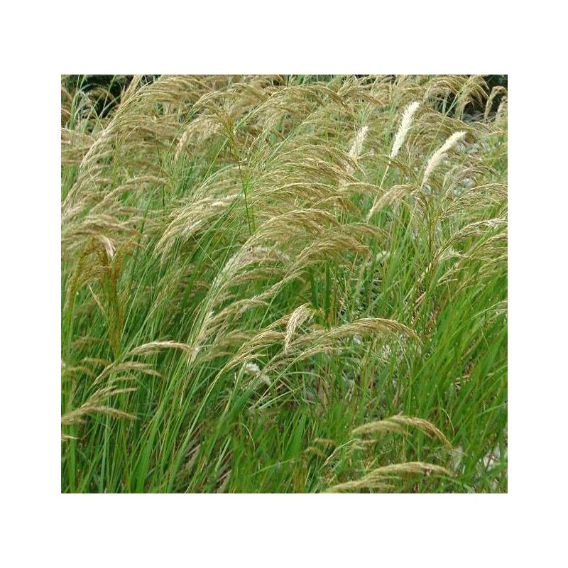 Stipa calamagrostis