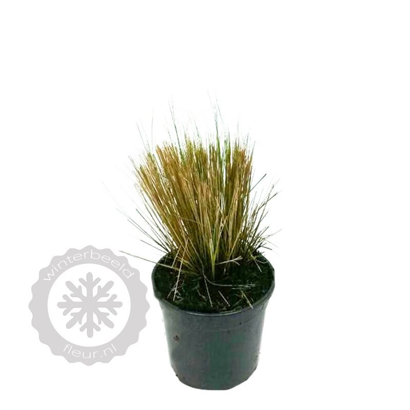 Stipa calamagrostis