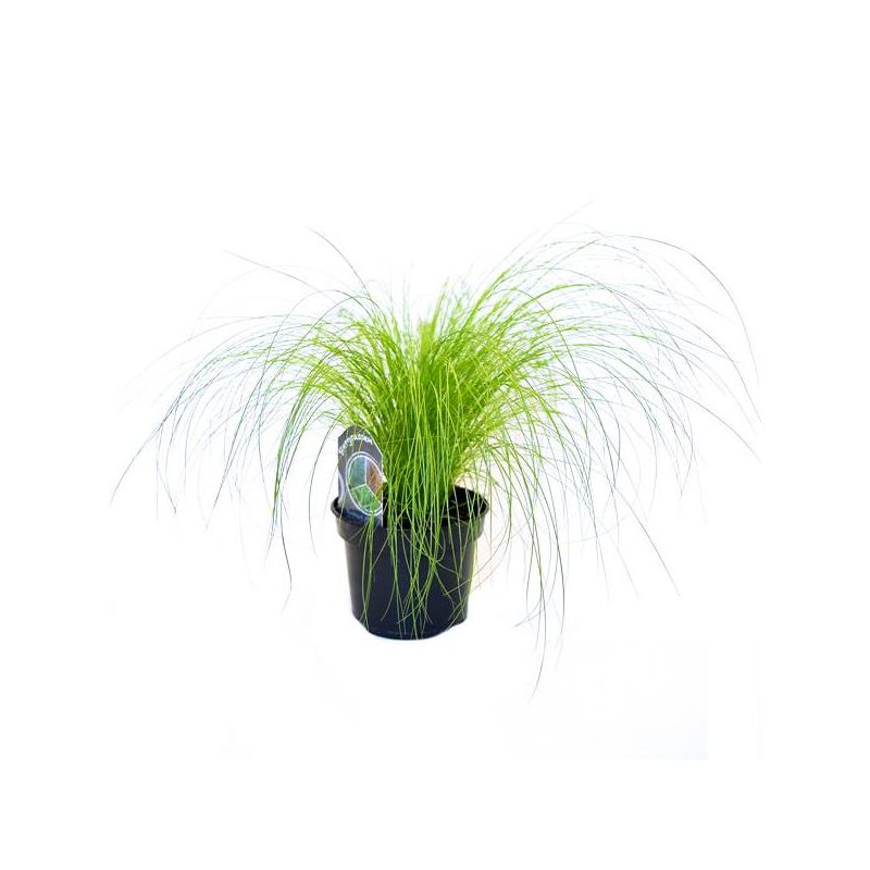 Stipa calamagrostis