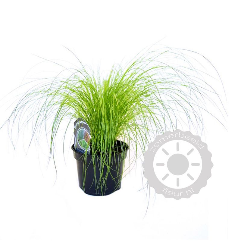 Stipa calamagrostis