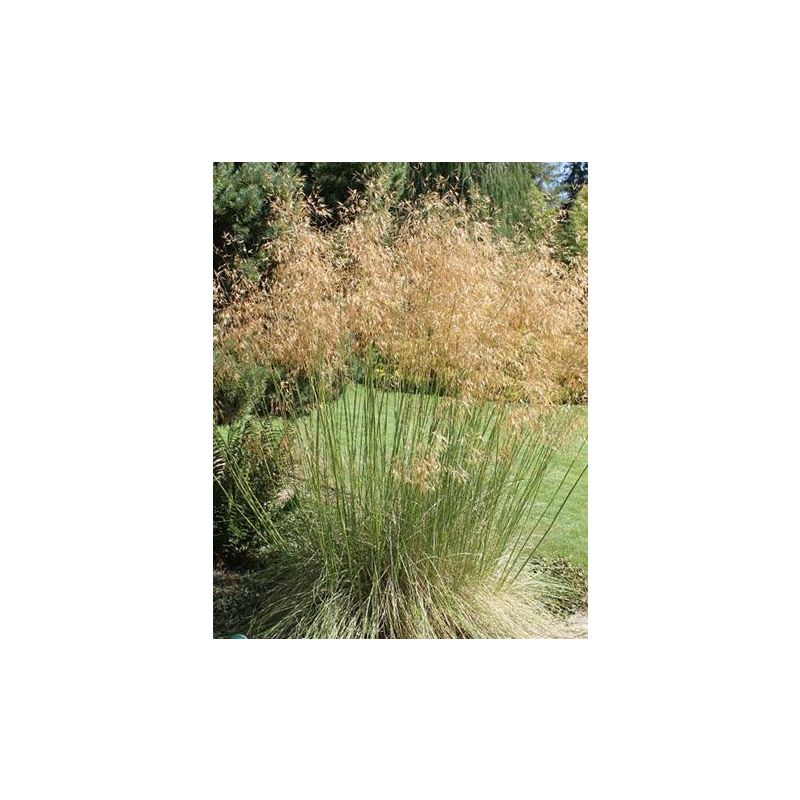 Stipa gigantea 