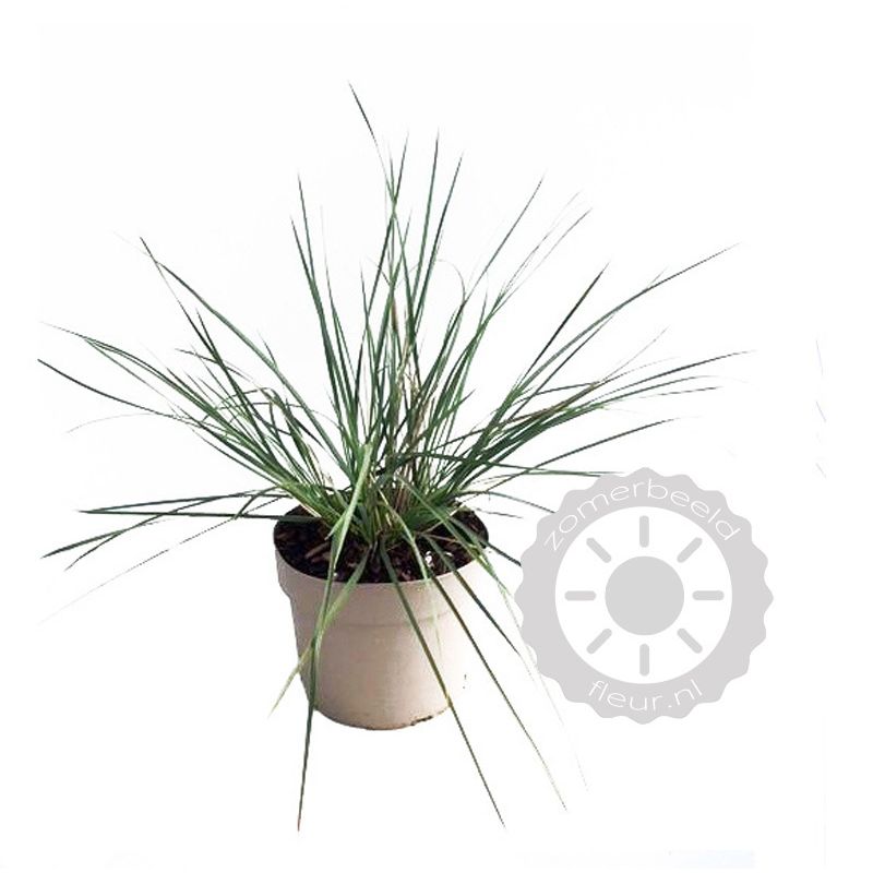 Stipa gigantea 
