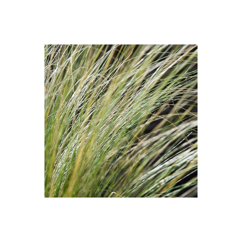 Stipa Ponytails 