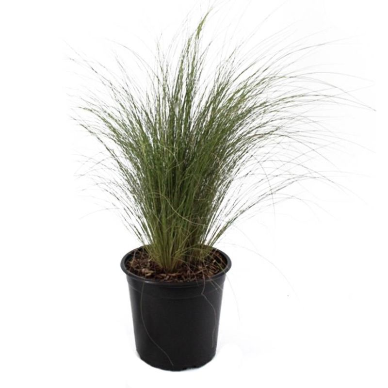 Stipa Ponytails 