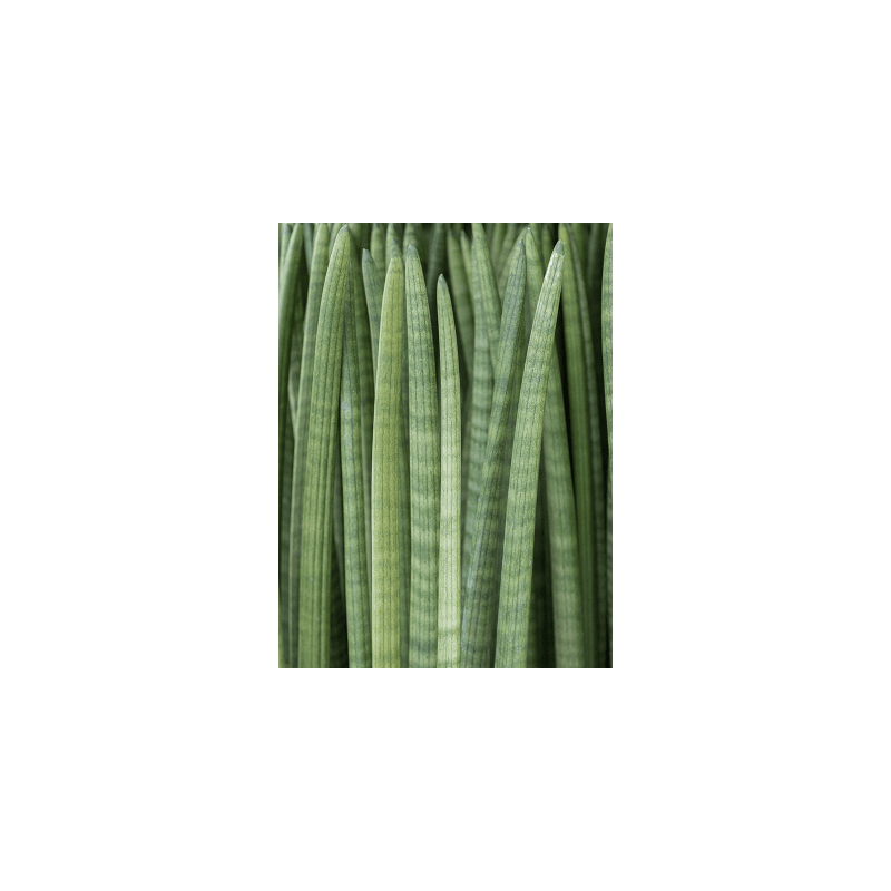 Sansevieria Straight