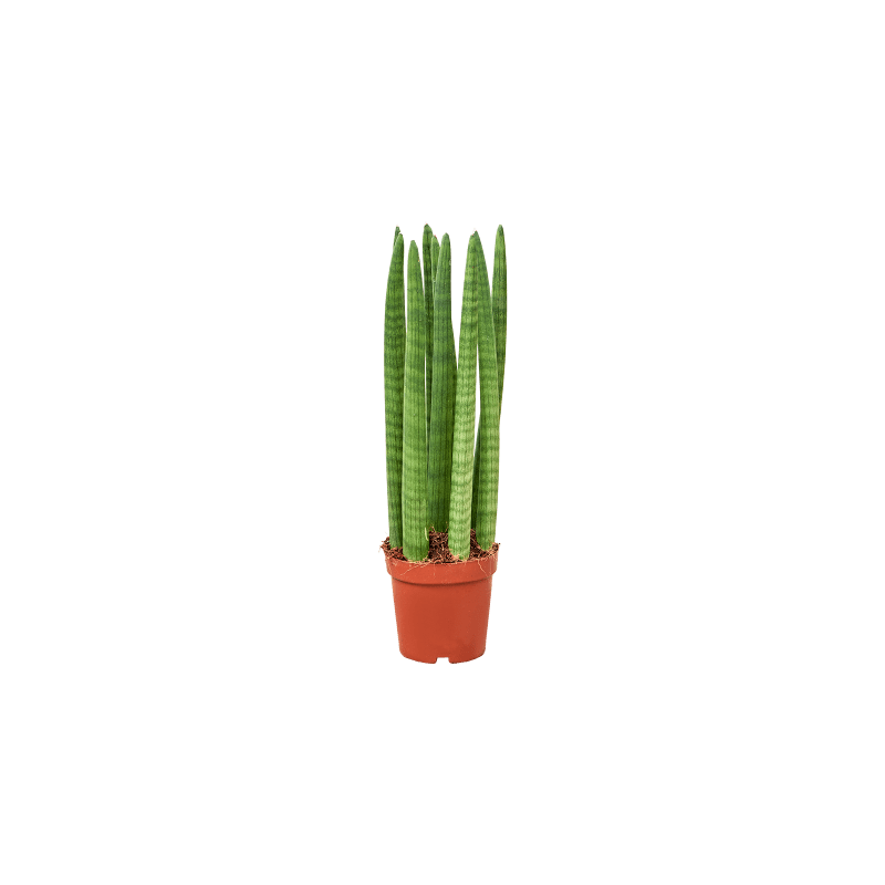 Sansevieria Straight