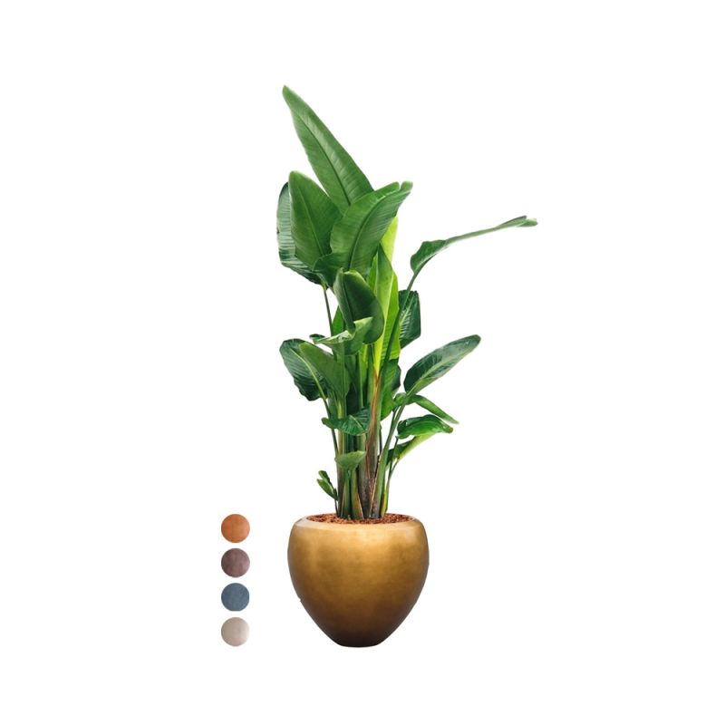 Strelitzia Nicolai in Metallic Couple honey