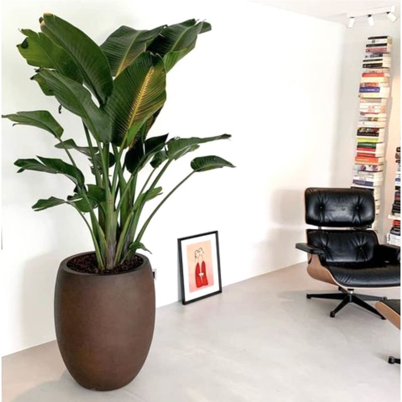 Strelitzia Nicolai in Grigio Tall Balloon Concrete wit