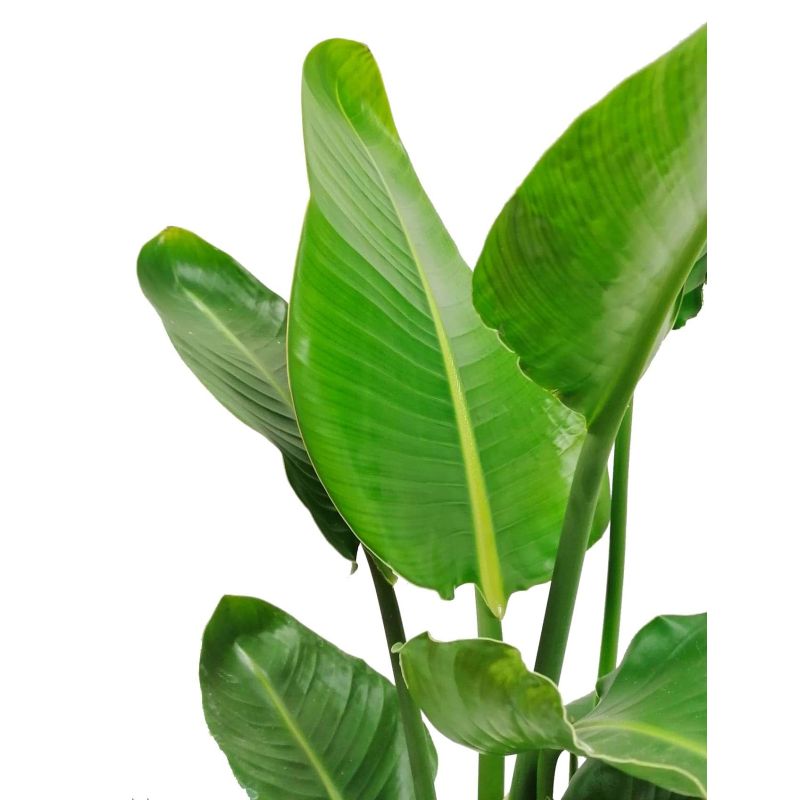Strelitzia nicolai XL