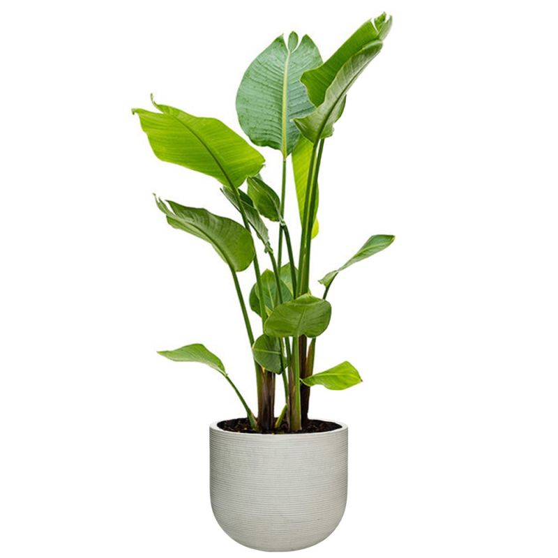 Strelitzia Nicolai in Rugged Cody Cement