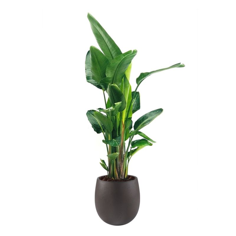Strelitzia Nicolai in Grigio Balloon Concrete bruin