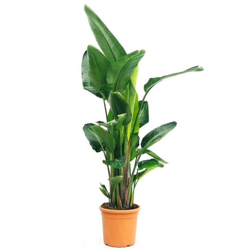Strelitzia nicolai XL