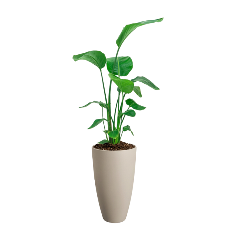 Strelitzia Nicolai in June Round Beige
