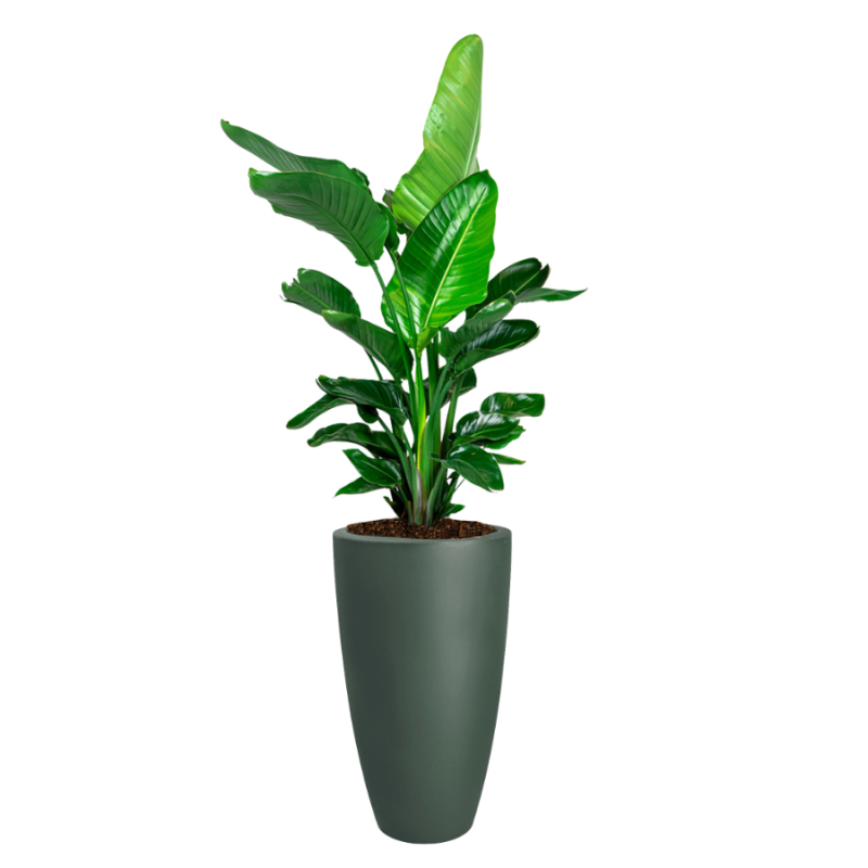 Strelitzia Nicolai in June Round High Smaragdgroen