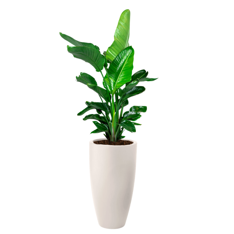 Strelitzia Nicolai in June Round High Linnen Wit