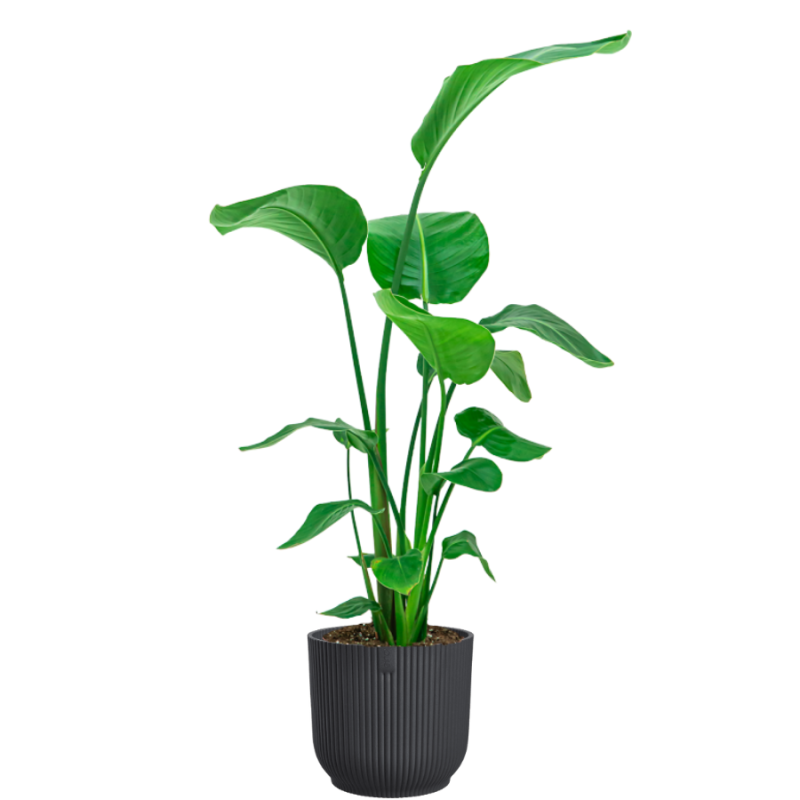 Strelitzia Nicolai in Vibes antraciet