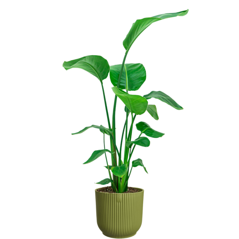Strelitzia Nicolai in Vibes groen