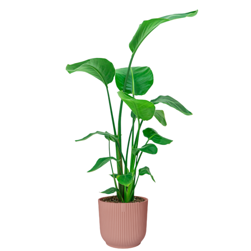 Strelitzia Nicolai in Vibes roze