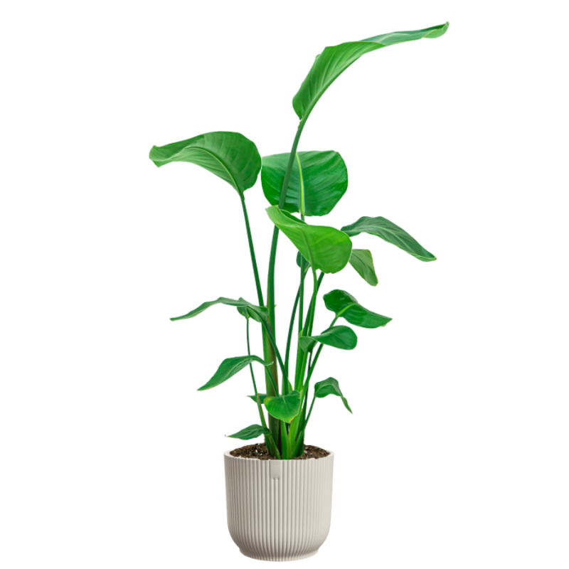 Strelitzia Nicolai in Vibes wit