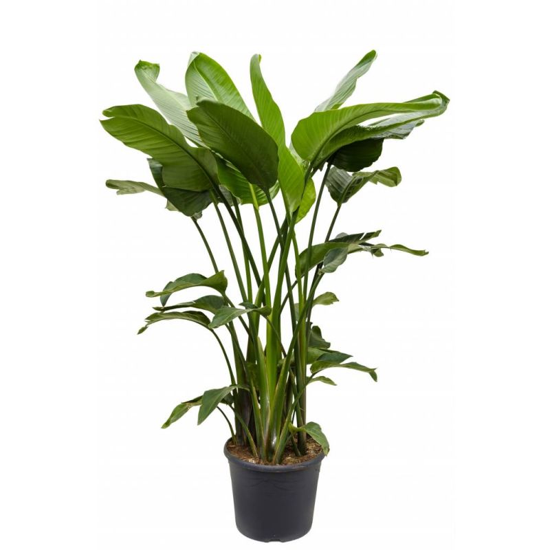 Strelitzia nicolai XXXL