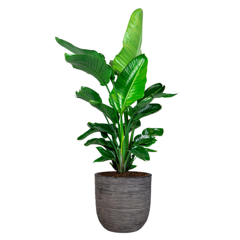 Strelitzia Nicolai in Nature Row Egg Planter antraciet