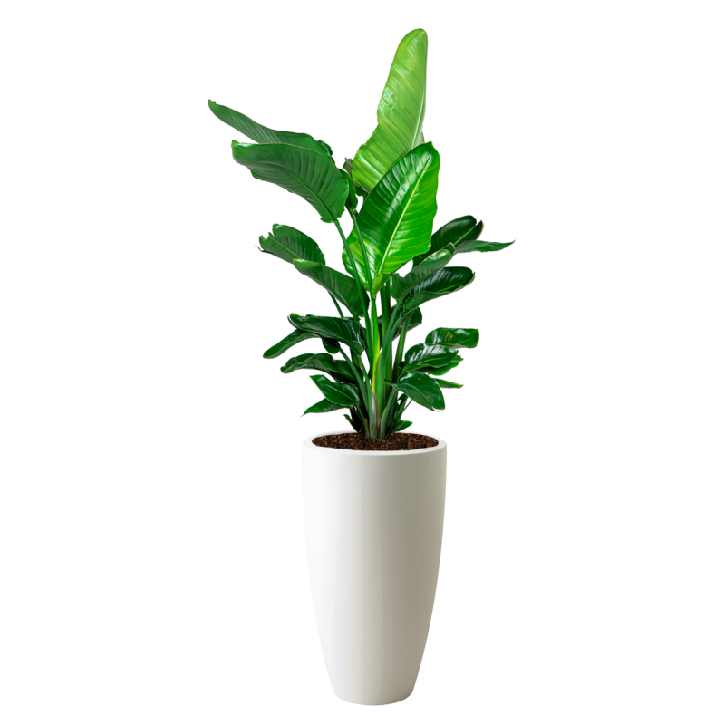 Strelitzia Nicolai in Pure Soft hoog wit